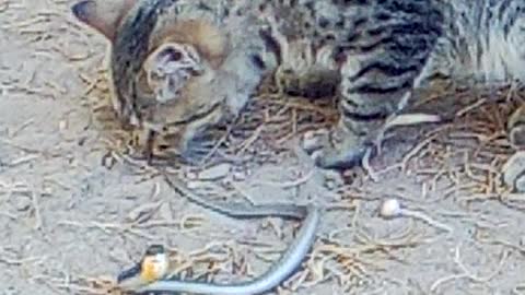 Cat Playing With Snake