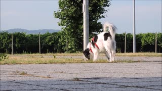 A dog sniffing something, looking for something