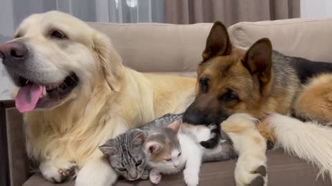 Golden Retriever shares a sofa with his friends