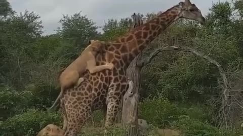 6 lions vs 1 giraffe