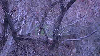 Adult Bald Eagle Checks on Bald Eaglets Left in Nest