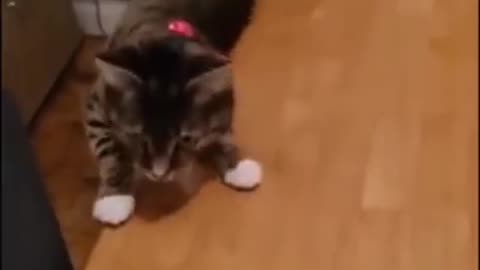 Funny cat video 😂😂🤣🤣🤣