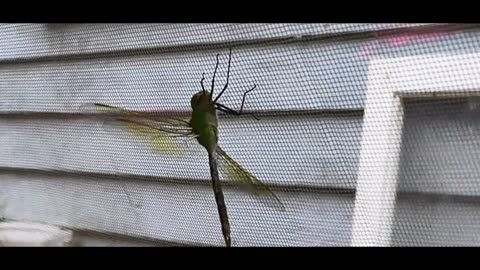 In The Morning, Green Dragonfly's