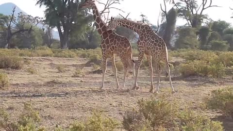 Fighting giraffes