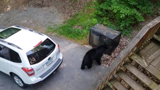 Bear Family Steals Snacks From Car