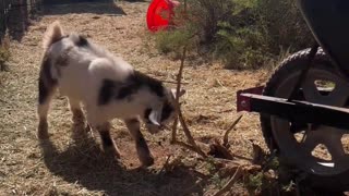 Goat Antics: Nigerian Dwarf Baby Goat Enjoys Branch Head Rub 🐐😂