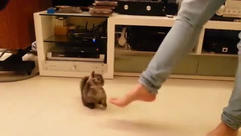 Tiny Kitten Adorably Dances With Her Owner