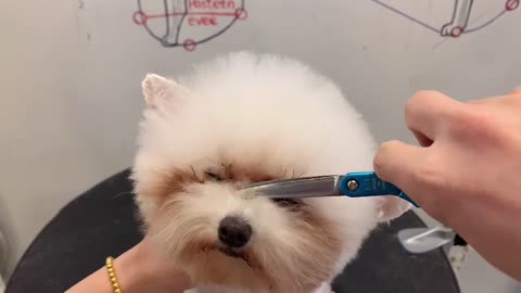 Tiny White Poodle Puppy Grooming With PuppyGroomy - White Poodle Dog