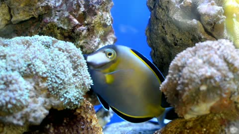 Beautiful fish swim merrily between the rocks.