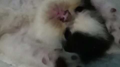 Baby cats