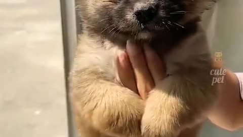 Funny Animal Videos 2023 😂 - Funniest Cats And Dogs Video 😺😍