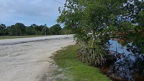 Anhinga and White Heron and the Pope in the Everglades of Florida