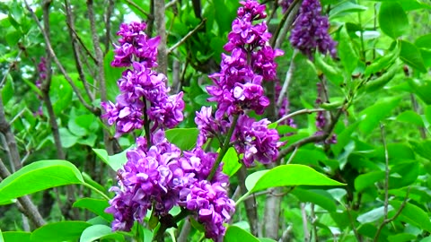 Lilacs