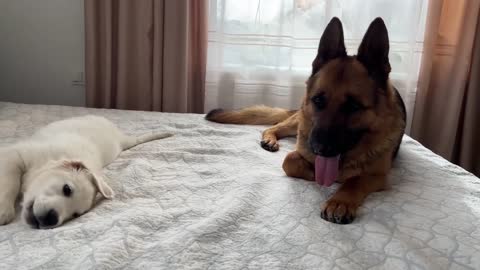 Golden Retriever Puppy Tries to Make Friends with German Shepherd