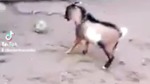 Sheep volley skills