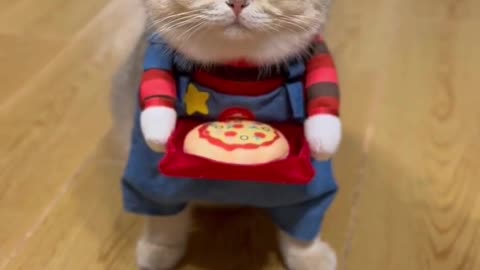 Enjoy you pizza. And don’t forget to leave a tip for your purr-fect waiter #cat #cute