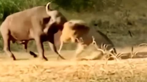 buffalo attack lion