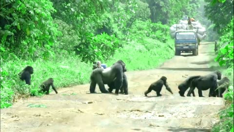 Gorila on Road