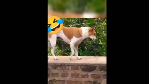 Best funny animals new video
