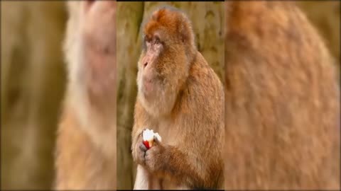 monkey eating an apple very funny - animals funny video #short