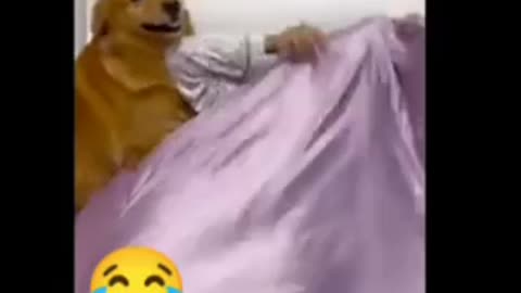 #Smartdog#funny videos