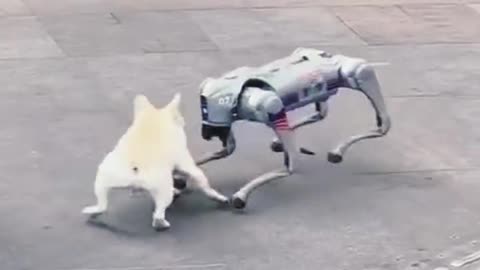 Robot vs dogs interesting fight