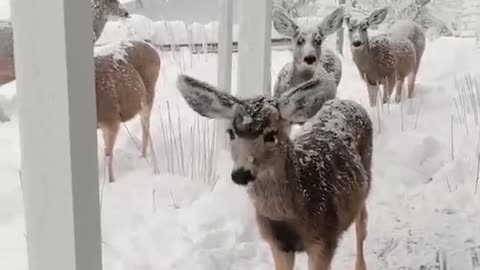 The deer