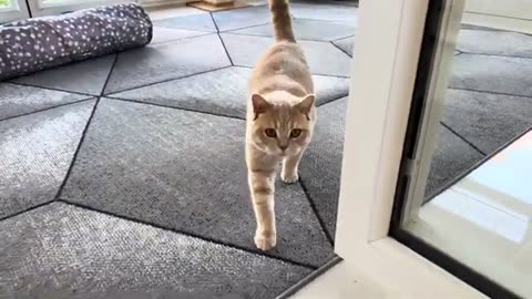 Cat Is Happy To See His Owner (Meows With Joy)