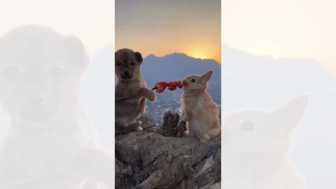Heart-Melting Video of Dogs and Rabbits That You Won't Want to Miss