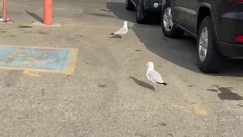 Nature and bird: Those speedy legs are running for his life