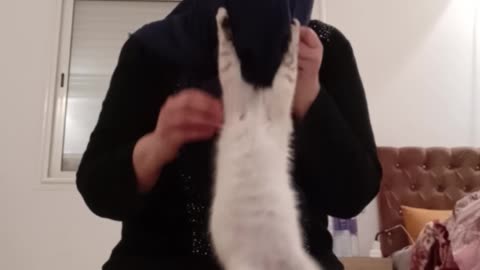 Cat Parkour During Prayers