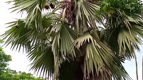 NEST of BIRD'S are so many in Palm tree with chirping Birds