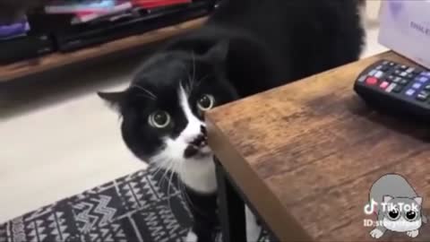 Funny cats. comedy videos