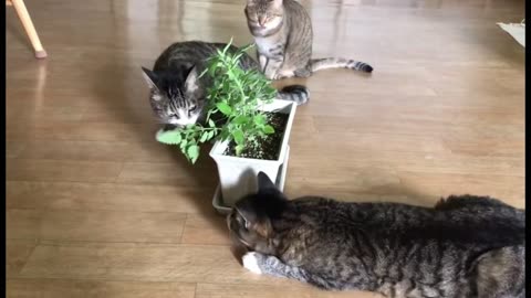 What if you give cats a catnip?