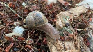 Amazing Look Into A Snails World