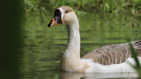 Beautiful Duck swimming on the water