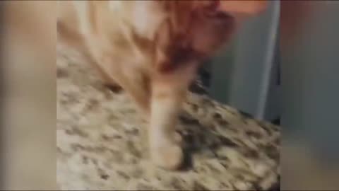 Funny cats