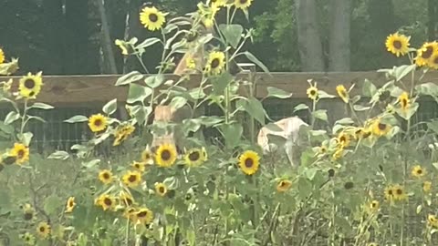 Goat Destiny Eating Trying to Eat Sunflowers 09.2022