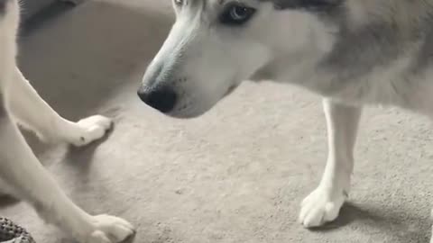 Husky throwing a temper tantrum
