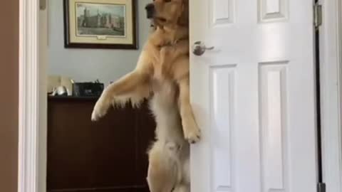 Dog Making video