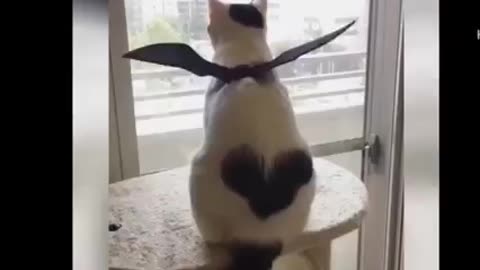 funny cat video | cat compilation 😄 😆 #funny #fun #viral #cat
