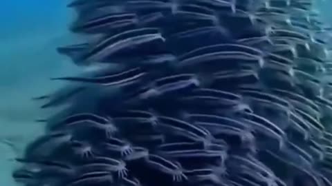 Amazing Underwater Life Sea Animals Swimming