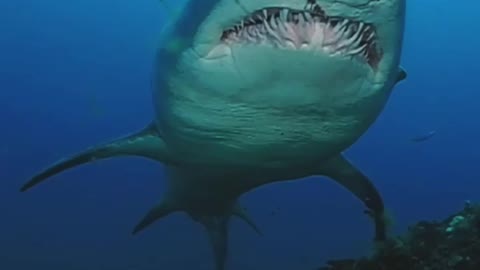 Up close with a sand tiger shark 🦈 Aren't they just fascinating? 😍