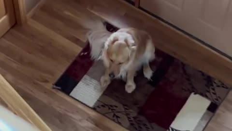 Dog thought he was home alone