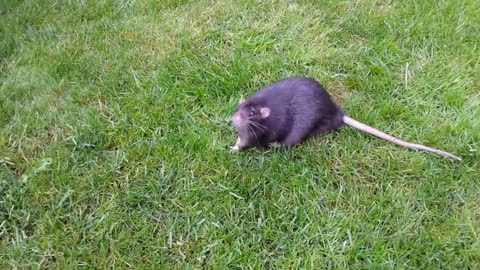 A fat rat on the grass