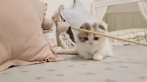 cute kitte cat