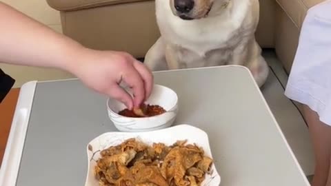 My Dog Not Eating| Funny Dog Video