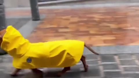 Sausage dog in a raincoat