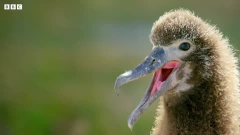 The World's Oldest Known Bird | Earth's Tropical Islands | BBC Earth