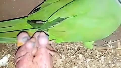 Beautiful parrots and their Cute kids